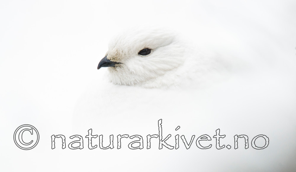 BB 15 0009 / Lagopus muta / Fjellrype