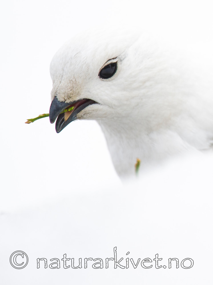 BB 15 0011 / Lagopus muta / Fjellrype