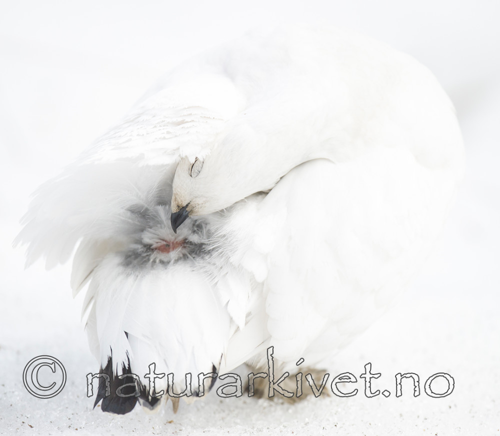 BB 15 0014 / Lagopus muta / Fjellrype