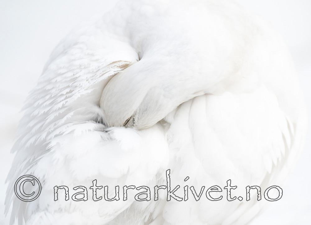 BB 15 0015 / Lagopus muta / Fjellrype