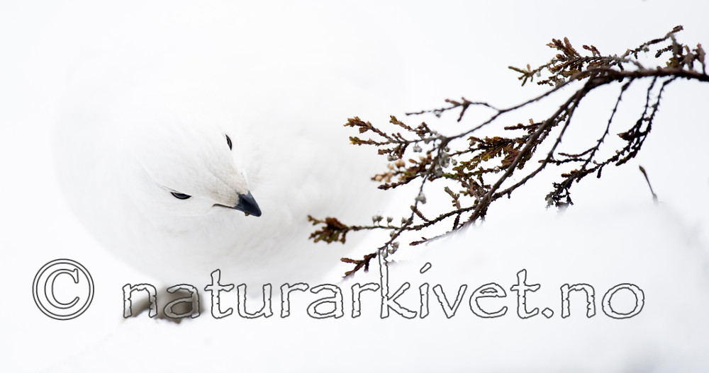 BB 15 0016 / Lagopus muta / Fjellrype