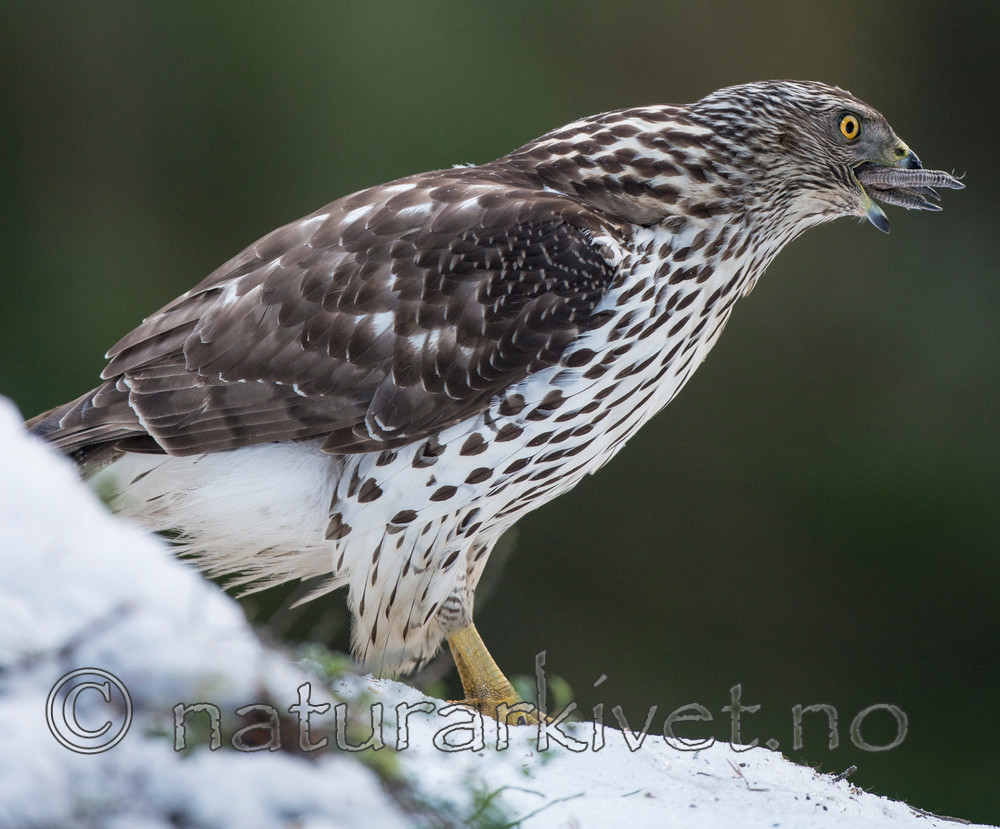 BB 15 0026 / Accipiter gentilis / Hønsehauk