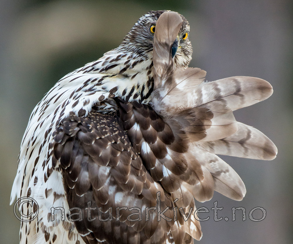 BB 15 0027 / Accipiter gentilis / Hønsehauk