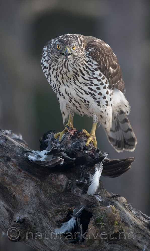 BB 15 0029 / Accipiter gentilis / Hønsehauk