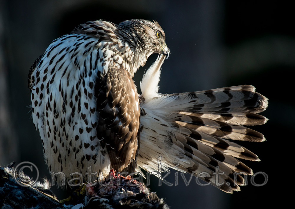 BB 15 0032 / Accipiter gentilis / Hønsehauk