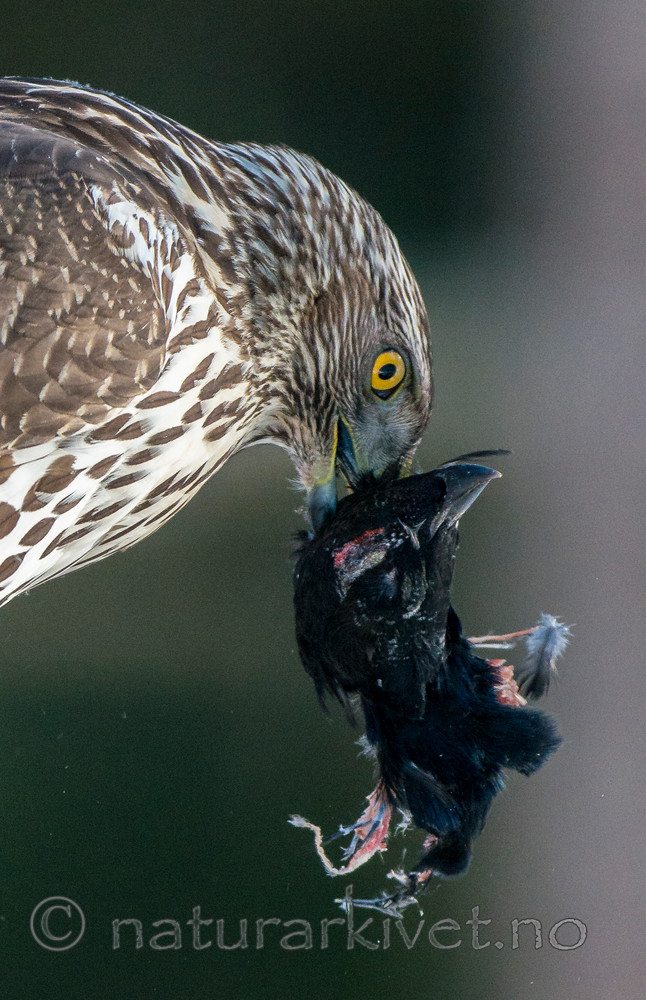 BB 15 0033 / Accipiter gentilis / Hønsehauk