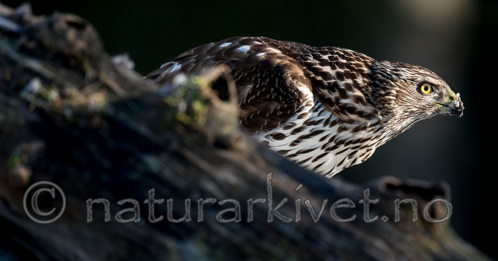 BB 15 0034 / Accipiter gentilis / Hønsehauk