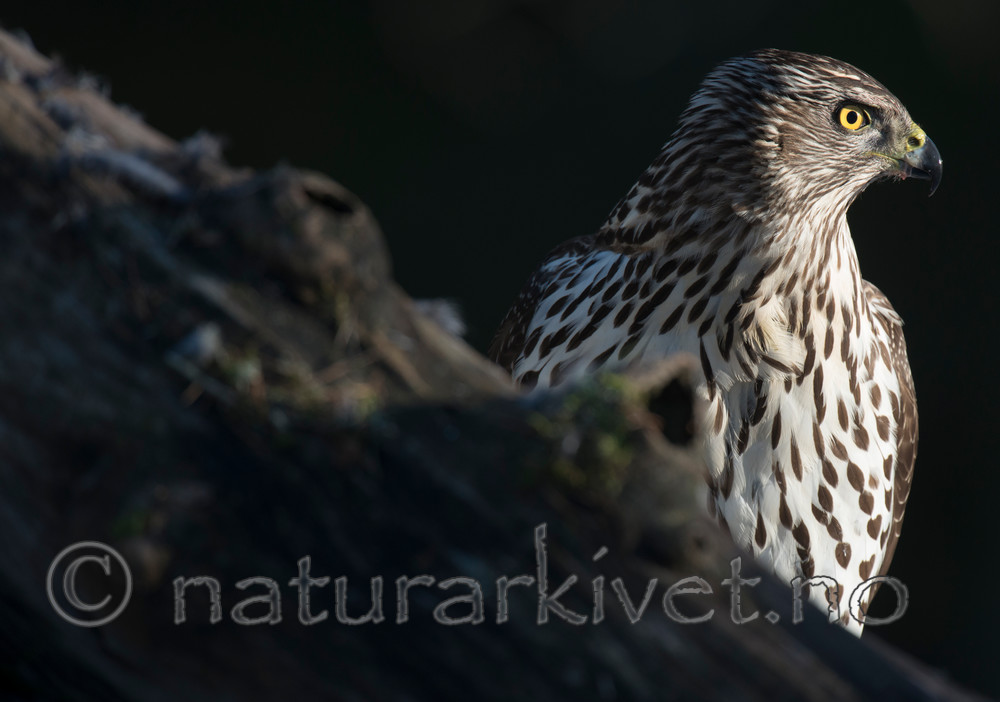 BB 15 0035 / Accipiter gentilis / Hønsehauk