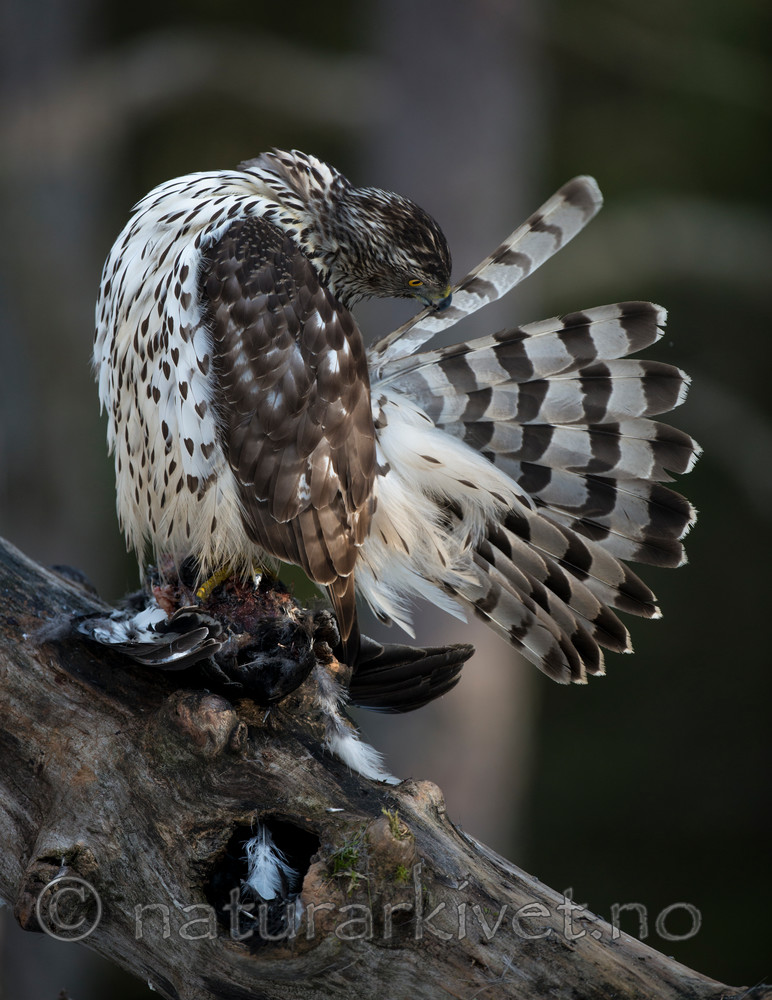 BB 15 0038 / Accipiter gentilis / Hønsehauk