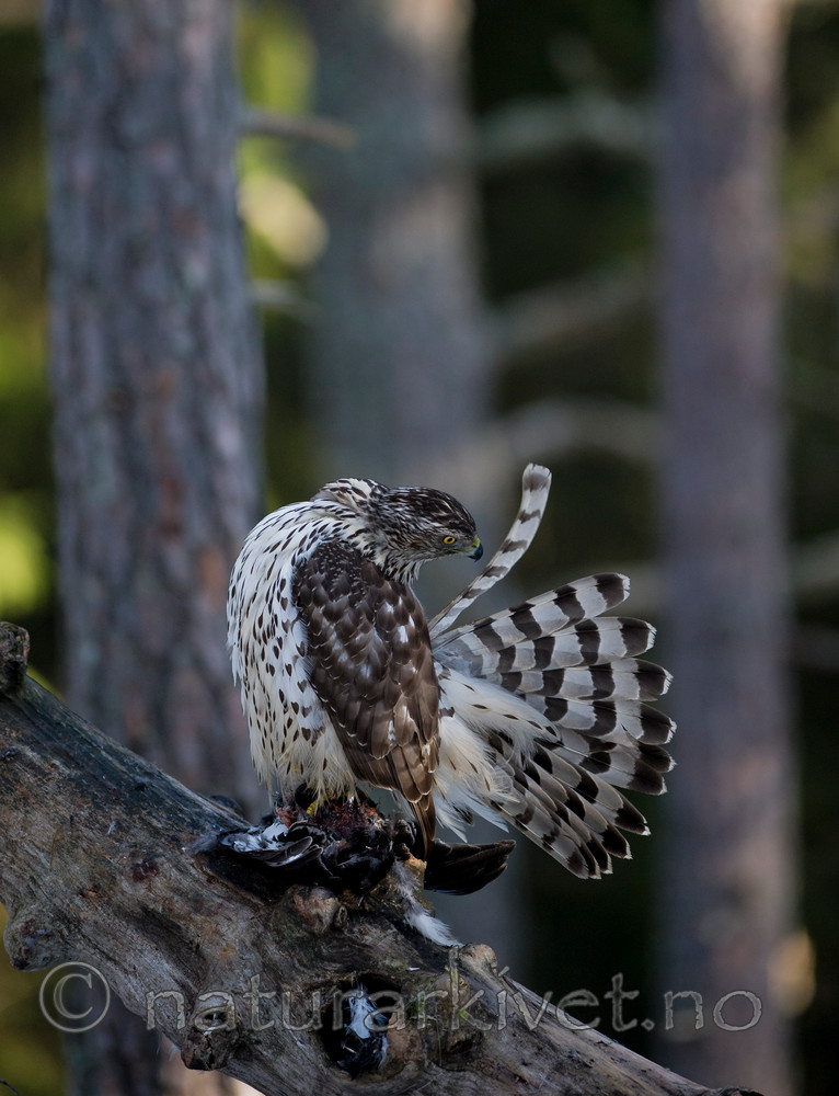 BB 15 0044 / Accipiter gentilis / Hønsehauk