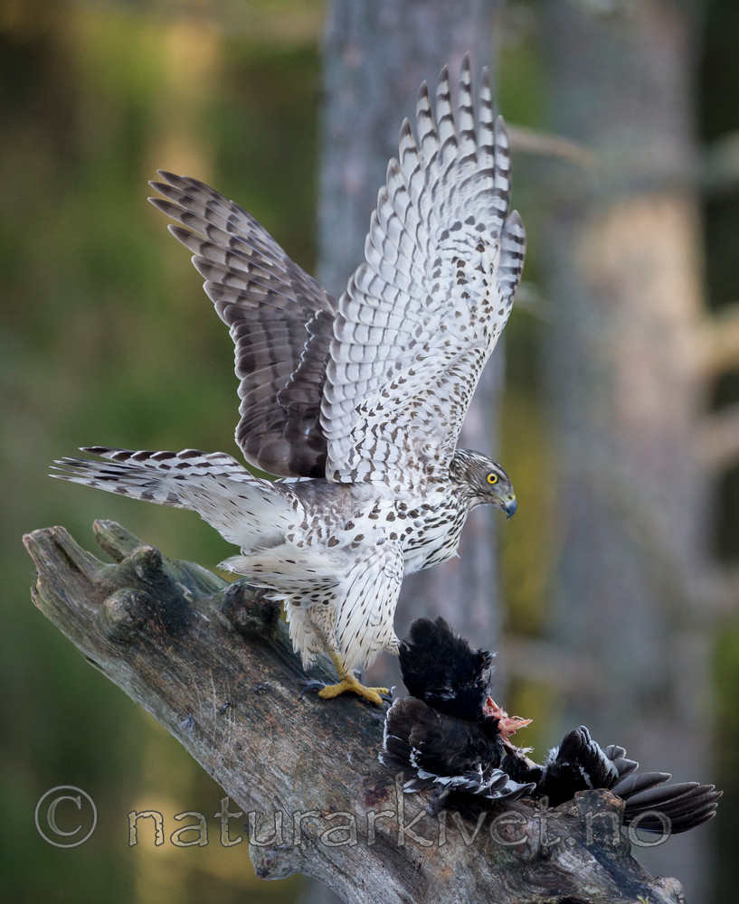 BB 15 0045 / Accipiter gentilis / Hønsehauk