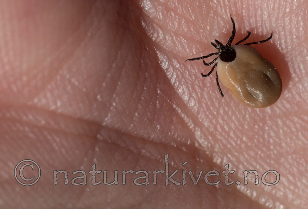 BB 15 0050 / Ixodes ricinus / Skogflått