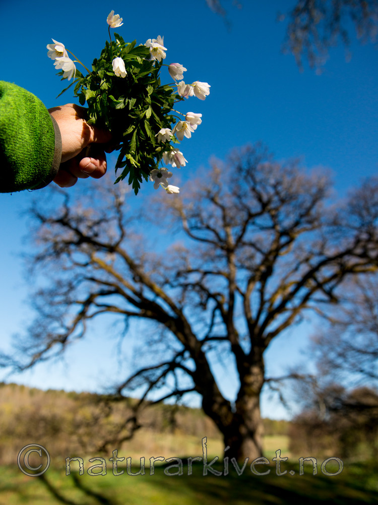 BB 15 0060 / Anemone nemorosa / Hvitveis <br /> Quercus robur / Sommereik
