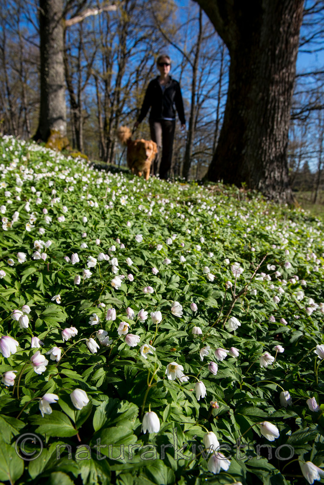 BB 15 0061 / Anemone nemorosa / Hvitveis