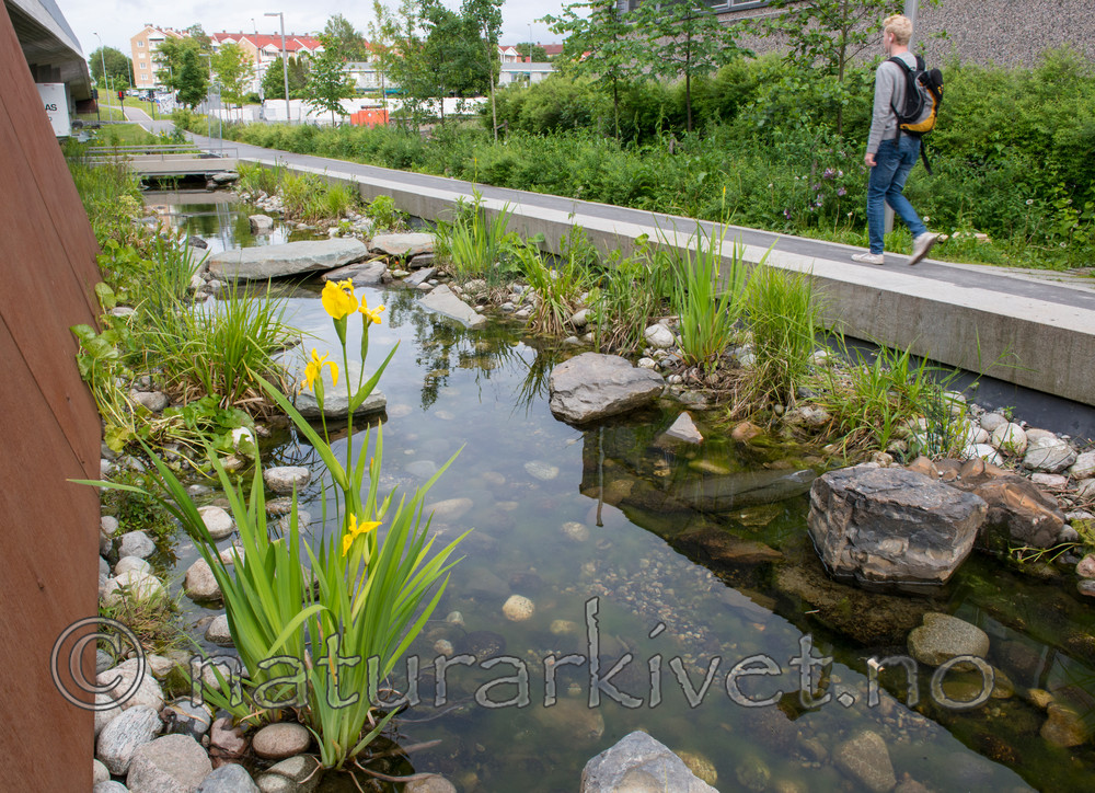 BB 15 0075 / Iris pseudacorus / Sverdlilje