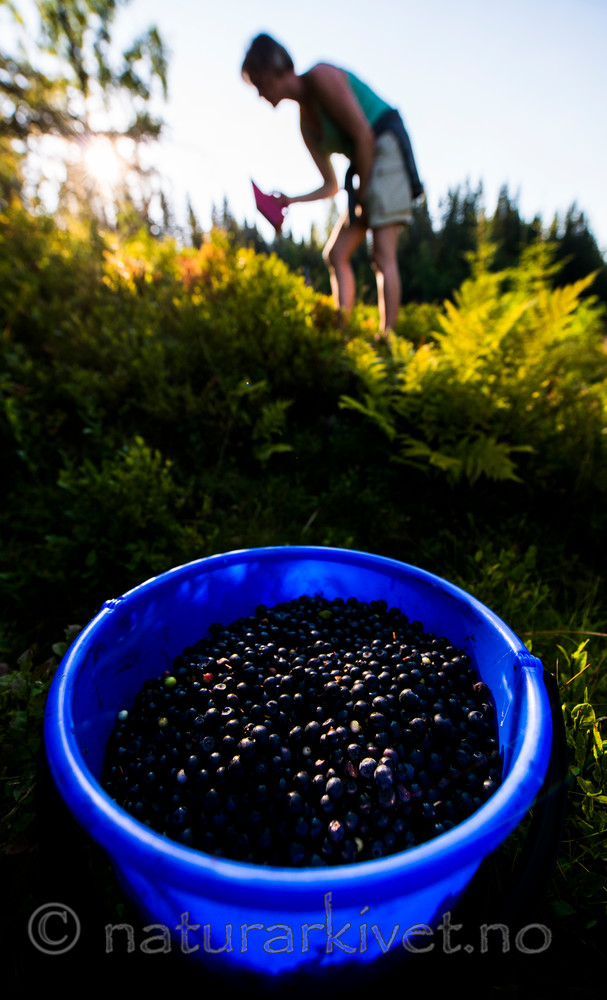 BB 15 0085 / Vaccinium myrtillus / Blåbær