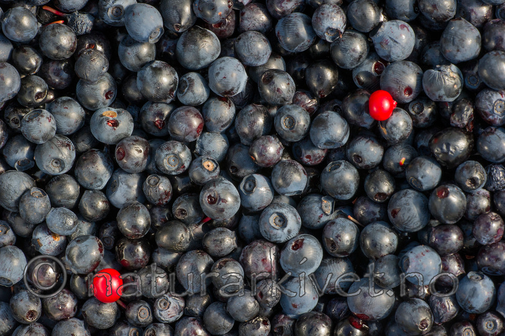 BB 15 0089 / Vaccinium myrtillus / Blåbær <br /> Vaccinium vitis-idaea / Tyttebær