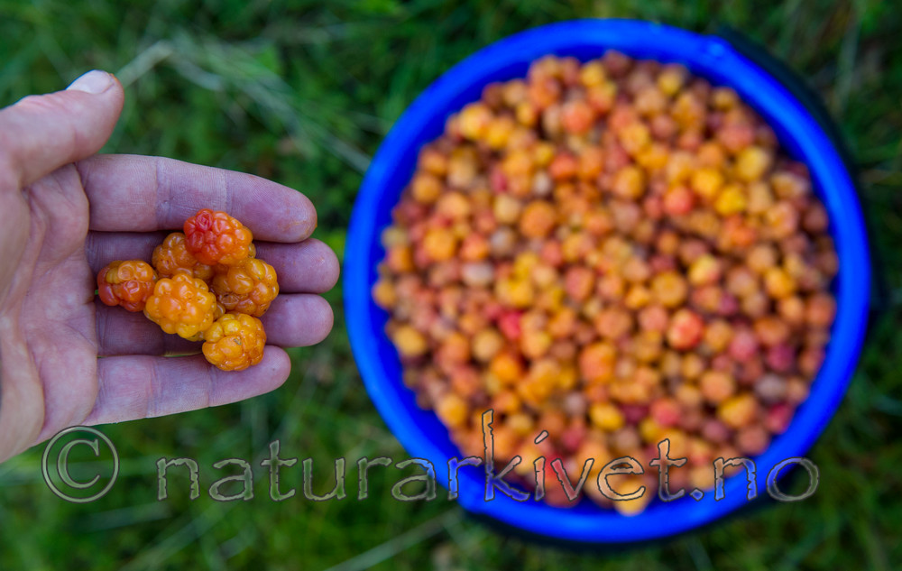 BB 15 0093 / Rubus chamaemorus / Molte