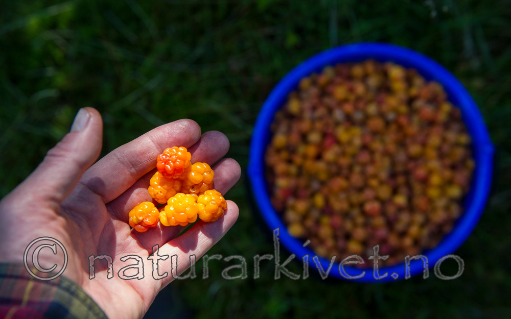 BB 15 0094 / Rubus chamaemorus / Molte