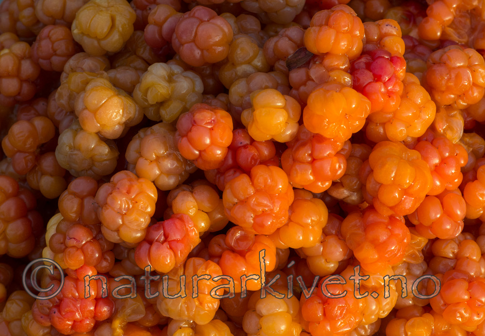 BB 15 0096 / Rubus chamaemorus / Molte