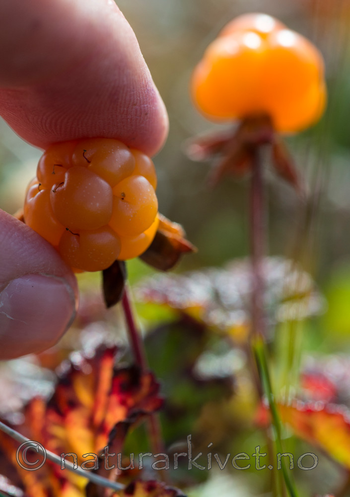 BB 15 0098 / Rubus chamaemorus / Molte