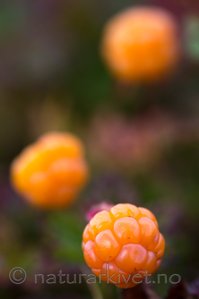 BB 15 0099 / Rubus chamaemorus / Molte