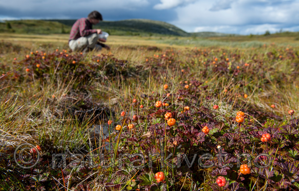 BB 15 0100 / Rubus chamaemorus / Molte
