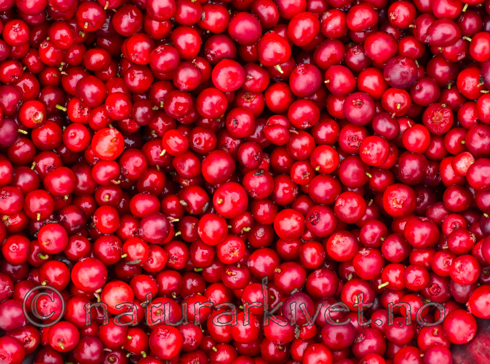 BB 15 0105 / Vaccinium vitis-idaea / Tyttebær