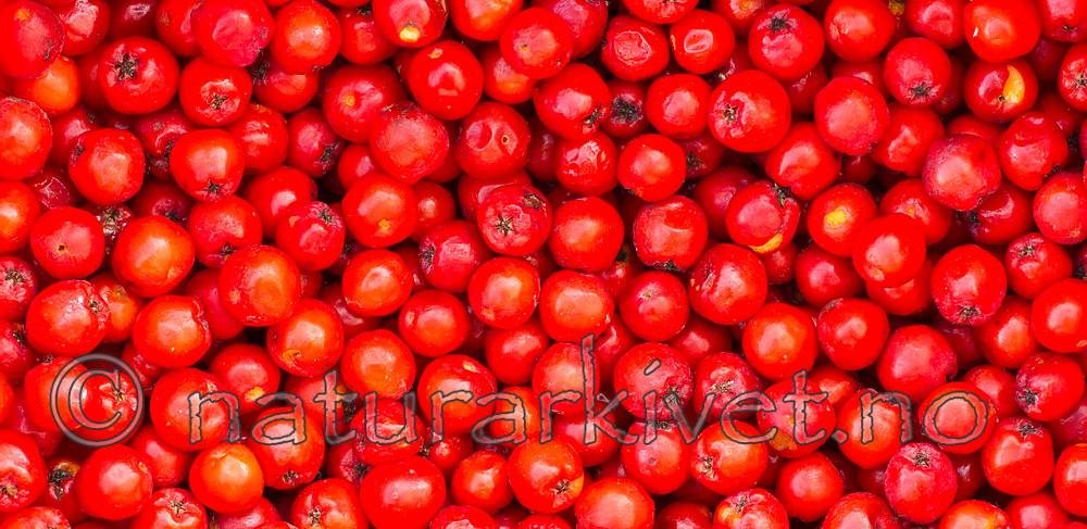 BB 15 0108 / Sorbus aucuparia / Rogn