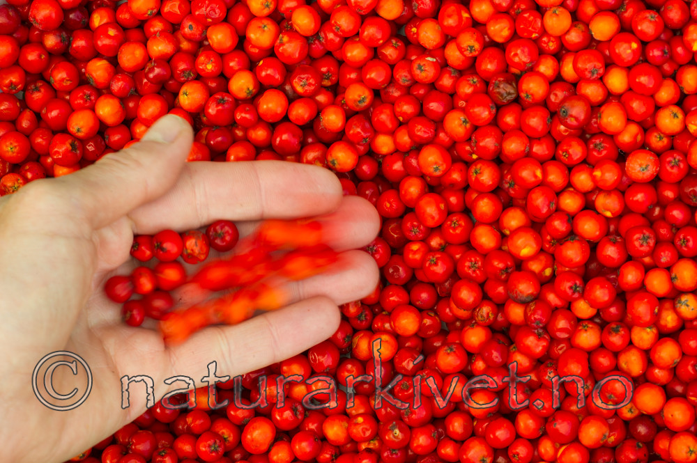 BB 15 0112 / Sorbus aucuparia / Rogn