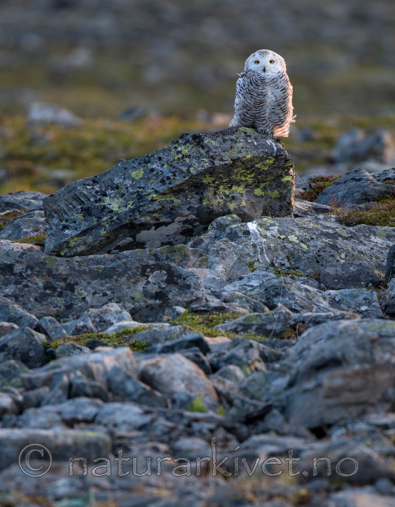 BB 15 0113 / Bubo scandiacus / Snøugle