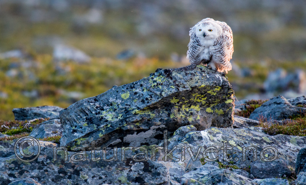 BB 15 0114 / Bubo scandiacus / Snøugle
