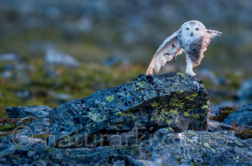 BB 15 0115 / Bubo scandiacus / Snøugle