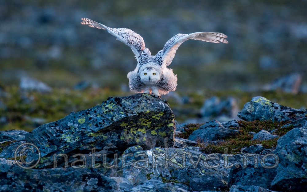 BB 15 0116 / Bubo scandiacus / Snøugle