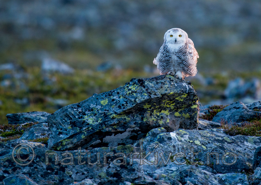 BB 15 0118 / Bubo scandiacus / Snøugle
