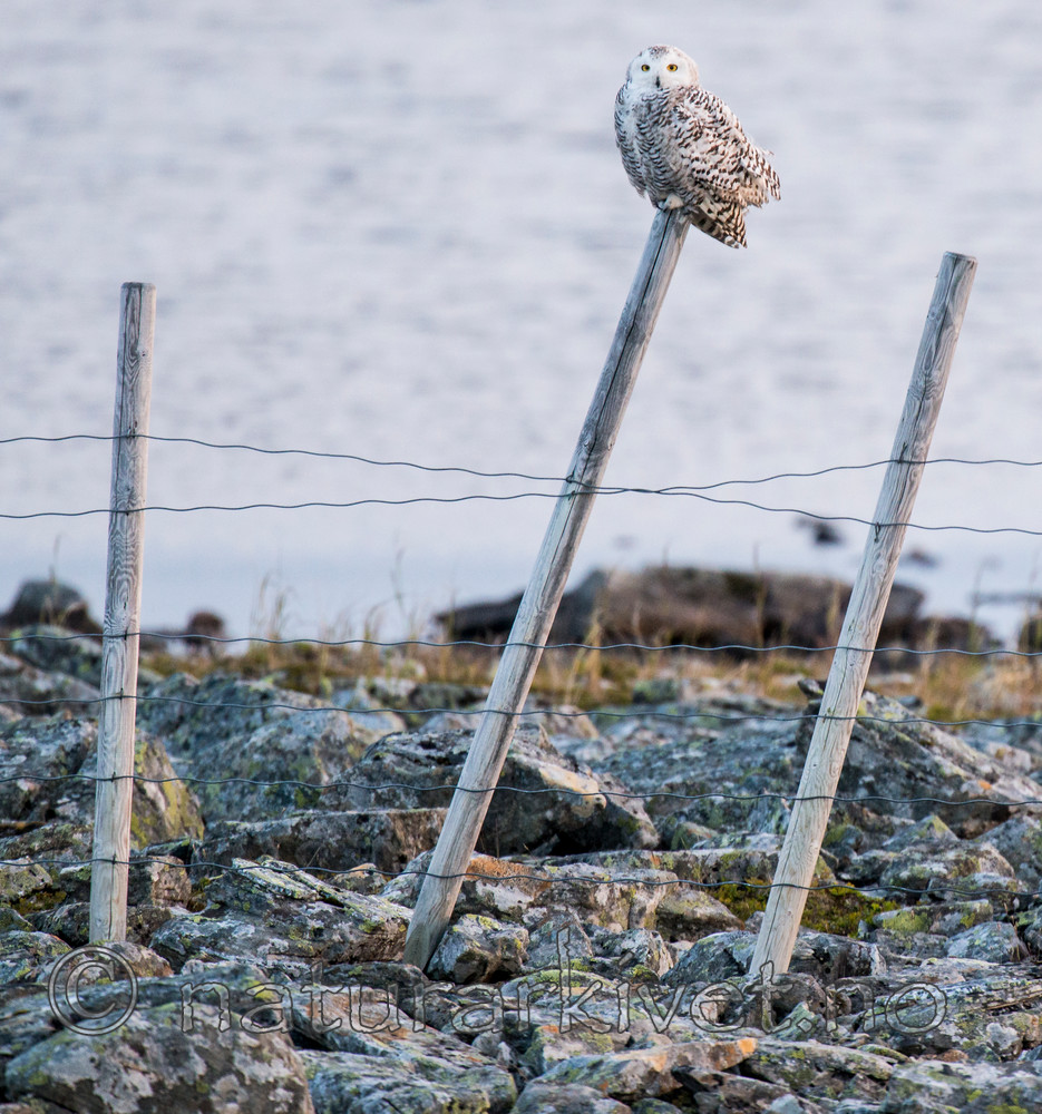 BB 15 0120 / Bubo scandiacus / Snøugle