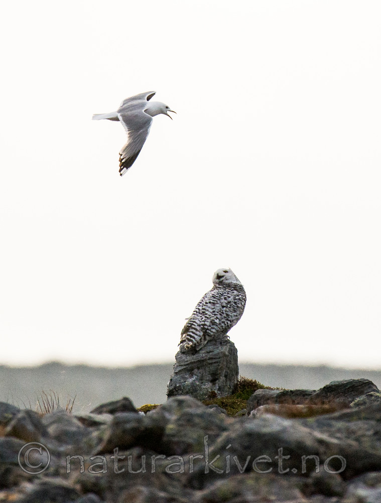 BB 15 0126 / Bubo scandiacus / Snøugle <br /> Larus canus / Fiskemåke