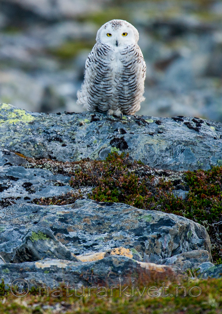 BB 15 0127 / Bubo scandiacus / Snøugle