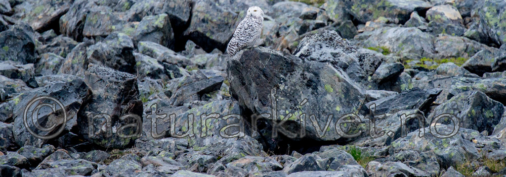 BB 15 0135 / Bubo scandiacus / Snøugle