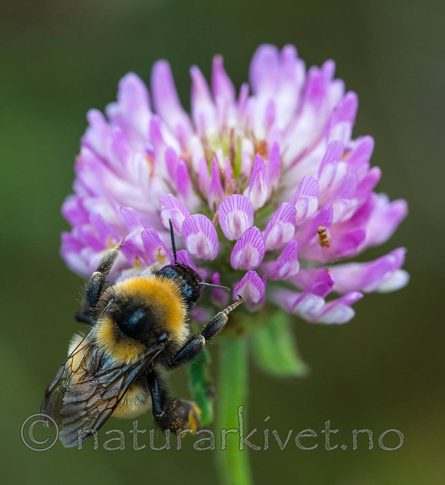 BB 15 0137 / Bombus distinguendus / Kløverhumle <br /> Trifolium pratense / Rødkløver