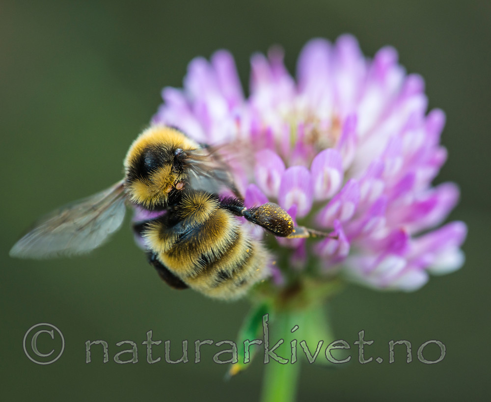 BB 15 0138 / Bombus distinguendus / Kløverhumle <br /> Trifolium pratense / Rødkløver