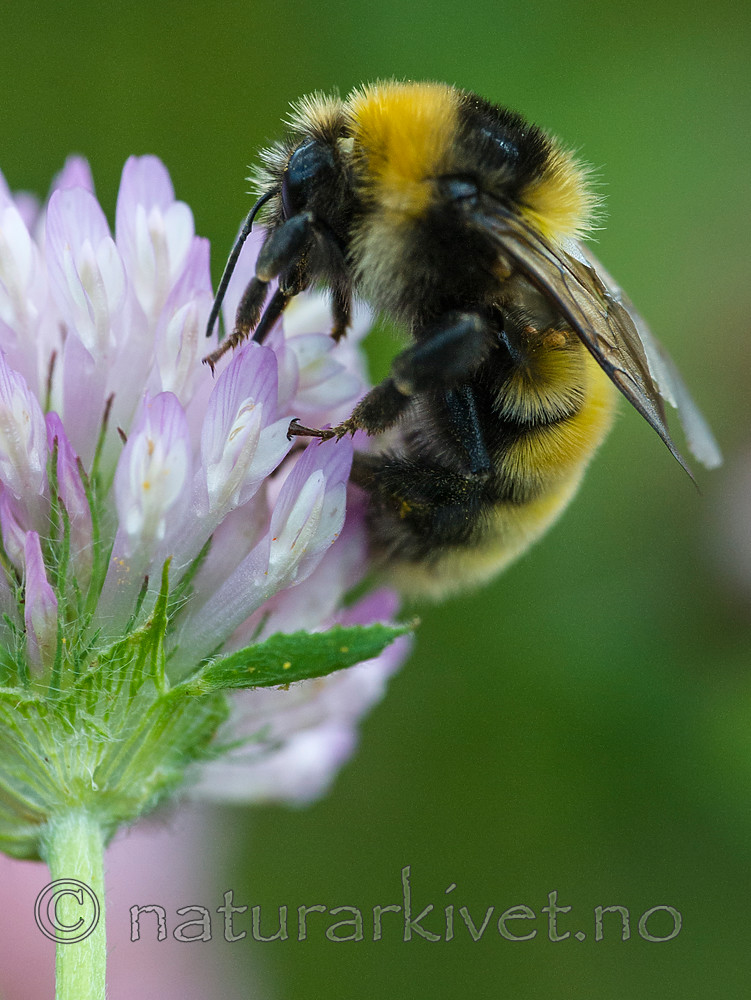 BB 15 0140 / Bombus distinguendus / Kløverhumle <br /> Trifolium pratense / Rødkløver