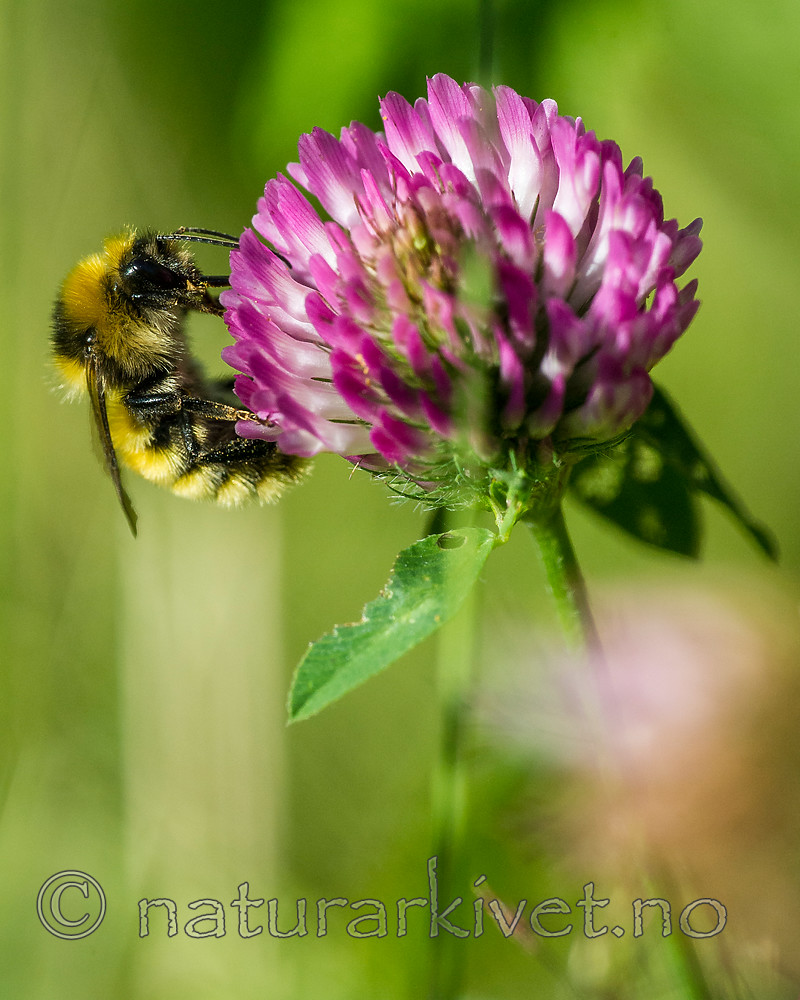 BB 15 0147 / Bombus distinguendus / Kløverhumle <br /> Trifolium pratense / Rødkløver