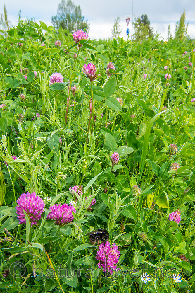 BB 15 0152 / Bombus subterraneus / Slåttehumle <br /> Stellaria nemorum / Skogstjerneblom <br /> Trifolium pratense / Rødkløver