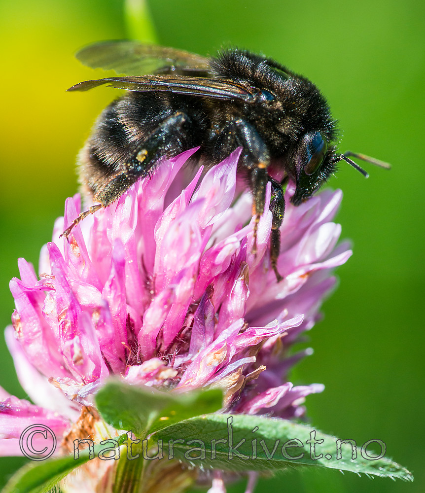 BB 15 0154 / Bombus subterraneus / Slåttehumle <br /> Trifolium pratense / Rødkløver