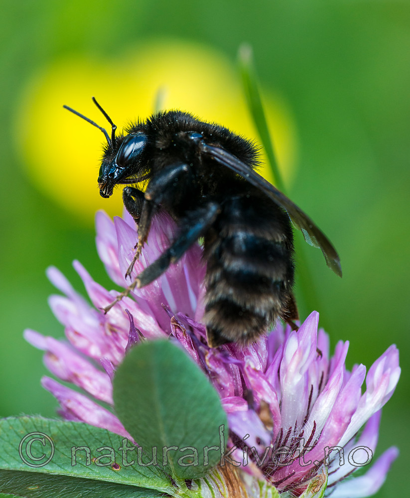 BB 15 0155 / Bombus subterraneus / Slåttehumle <br /> Trifolium pratense / Rødkløver