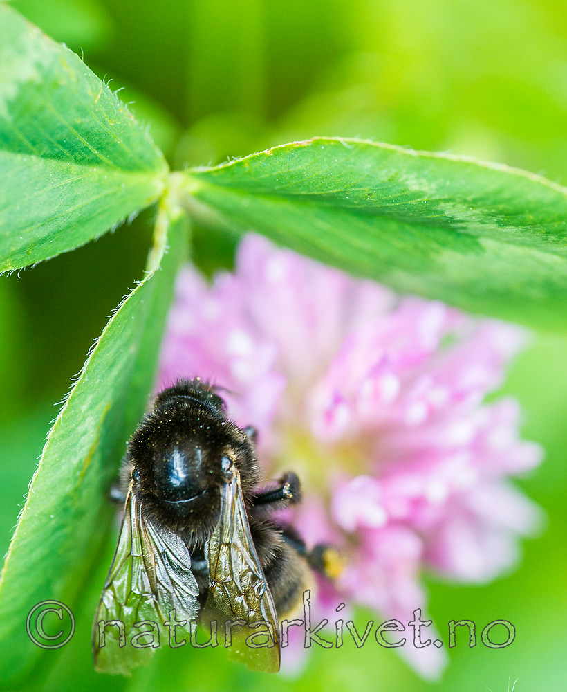 BB 15 0165 / Bombus subterraneus / Slåttehumle <br /> Trifolium pratense / Rødkløver