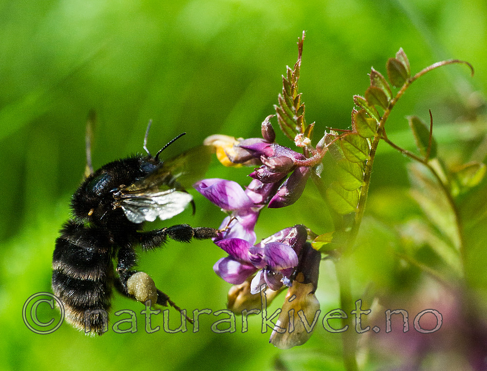 BB 15 0167 / Bombus subterraneus / Slåttehumle <br /> Vicia sepium / Gjerdevikke