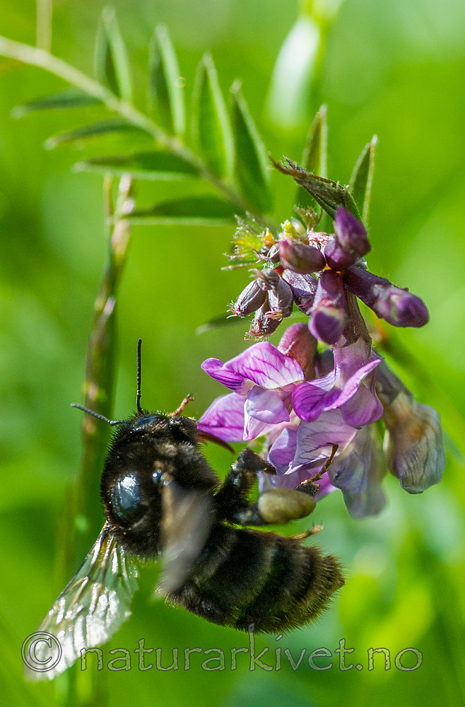 BB 15 0168 / Bombus subterraneus / Slåttehumle <br /> Vicia sepium / Gjerdevikke