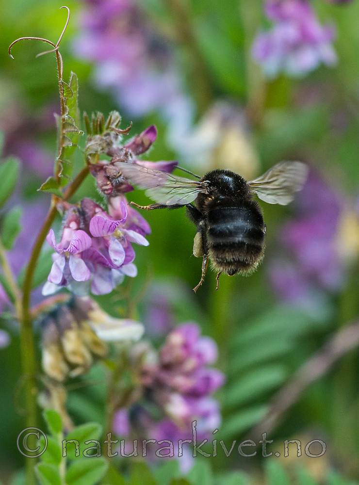 BB 15 0171 / Bombus subterraneus / Slåttehumle <br /> Vicia sepium / Gjerdevikke